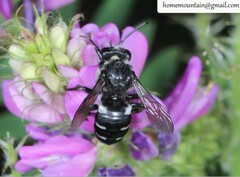 Ammobatoides radoszkowskii