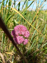 Hylotelephium telephium