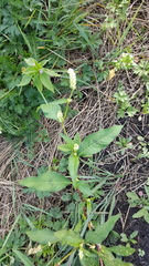 Persicaria tomentosa