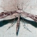 Black-marked Plume Moth - Photo (c) btk, some rights reserved (CC BY-ND)