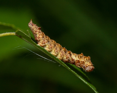 Falcaria lacertinaria
