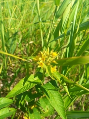 Lysimachia vulgaris