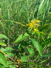 Lysimachia vulgaris