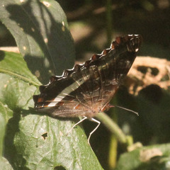 Eurytela hiarbas