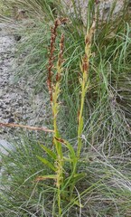 Anacamptis coriophora