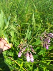 Symphytum officinale