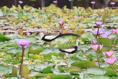 Hydrophasianus chirurgus