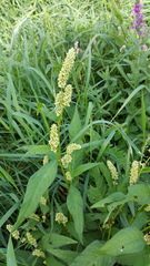 Persicaria tomentosa