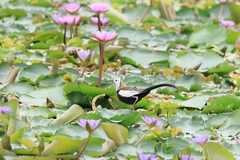 Hydrophasianus chirurgus