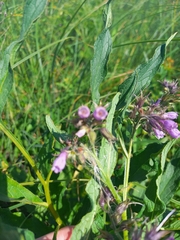 Symphytum officinale