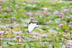 Hydrophasianus chirurgus