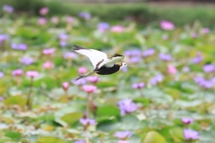 Hydrophasianus chirurgus