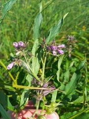 Symphytum officinale