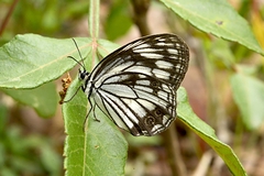 Melanargia lugens