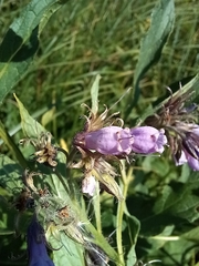 Symphytum officinale