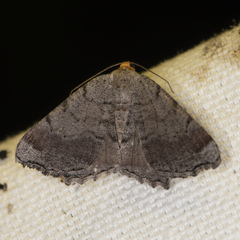 Macaria distribuaria