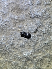 Figulus binodulus