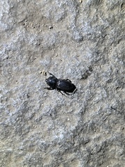 Figulus binodulus