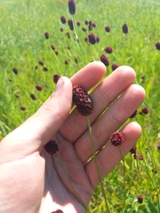 Sanguisorba officinalis