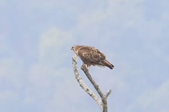 Buteo buteo vulpinus