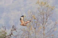 Buteo buteo vulpinus