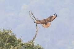 Buteo buteo vulpinus