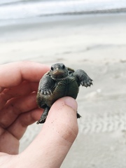 Malaclemys terrapin centrata