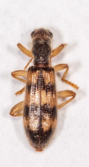 Cymatodera undulata
