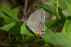 Satyrium grandis