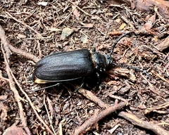 Prionus scabripunctatus