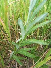 Jacobaea paludosa lanata