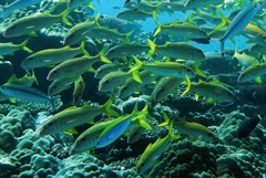 Mulloidichthys vanicolensis