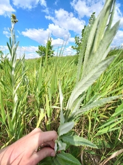 Jacobaea paludosa lanata