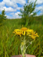 Jacobaea paludosa lanata