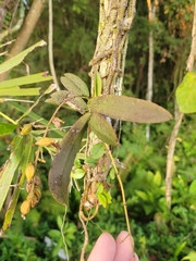 Trichocentrum pumilum