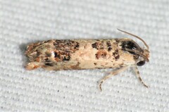 Eucosma ornatula