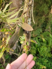 Trichocentrum pumilum