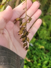 Trichocentrum pumilum