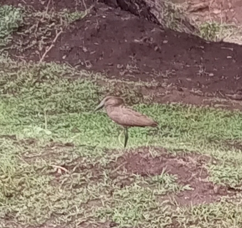 Hamerkop