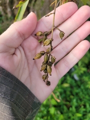 Trichocentrum pumilum