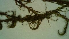 Warnstorfia fluitans