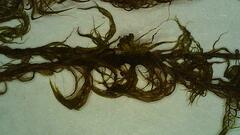 Warnstorfia fluitans