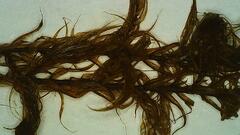 Warnstorfia fluitans