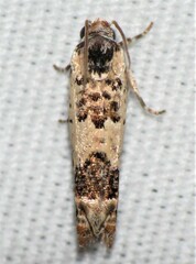 Eucosma ornatula