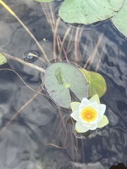 Nymphaea tetragona