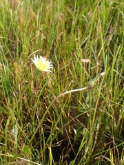 Taraxacum leucanthum
