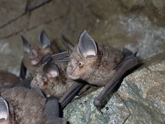 Chinese Rufous Horseshoe Bat photo 2
