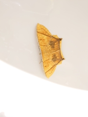 Thinopteryx crocoptera