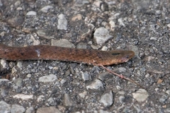 Plagiopholis nuchalis