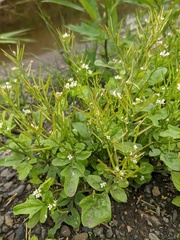 Cardamine scutata